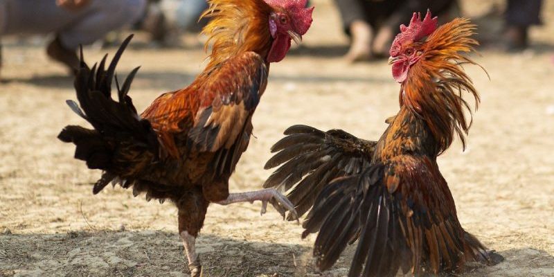 Quy định thắng thua trong đá gà