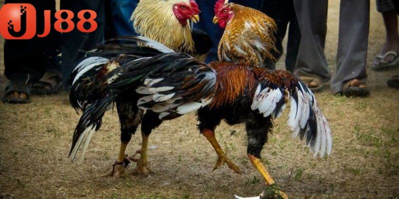 Đá gà cựa sắt - Đấu trường này lửa của các dũng sĩ thiện chiến