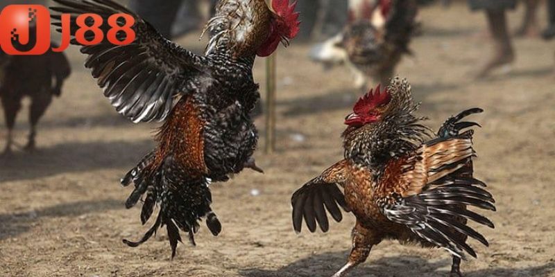 Đá gà cựa sắt là sự kết tinh của truyền thống và hiện đại