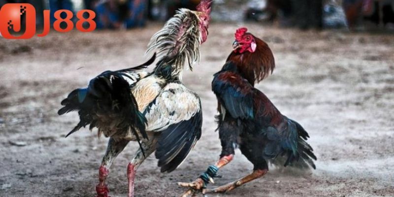 Mách bạn bí kíp đá gà bất bại từ các cao thủ